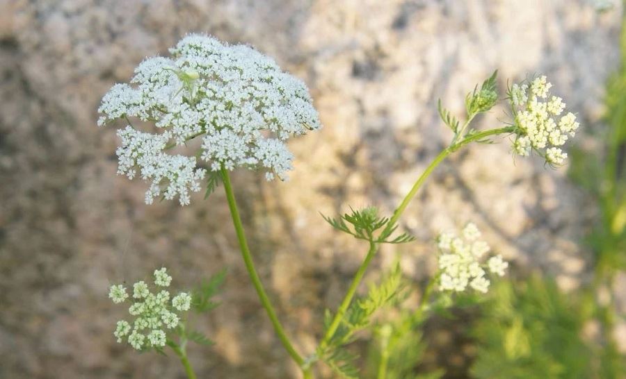 osthole herb