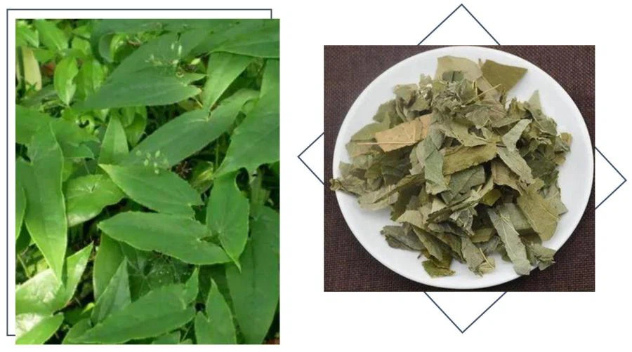 Epimedium Sagittatum Extract