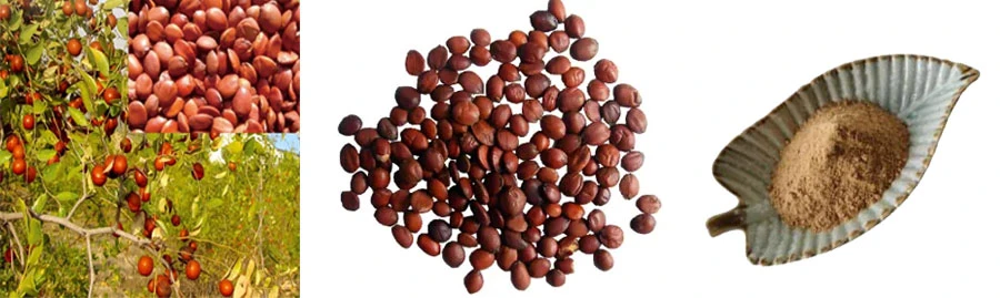 Jujube Extract Jujuboside for sale Jujube Extract Jujuboside for sale