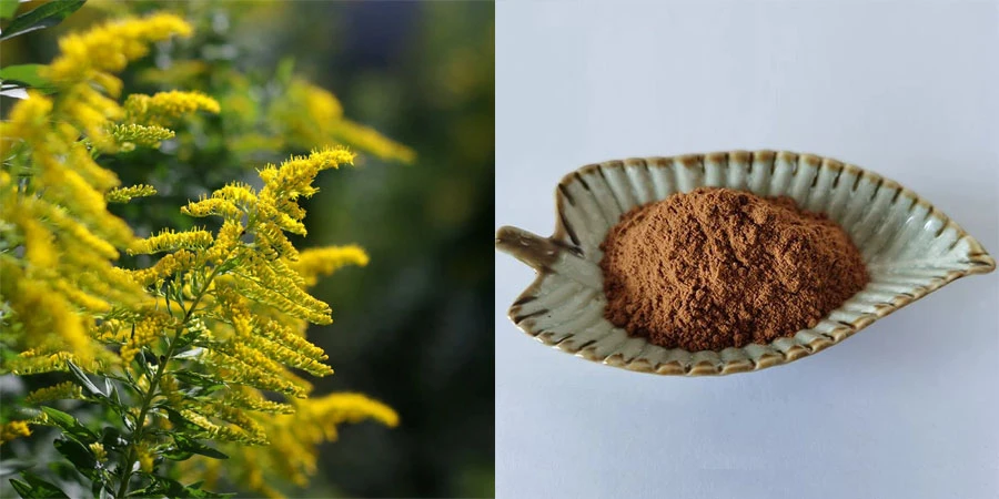 Wholesale Solidago Extract