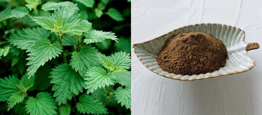Nettle Extract Powder Nettle Extract Powder