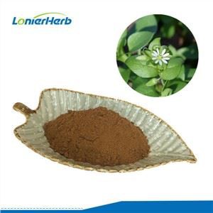 Εκχύλισμα Chickweed