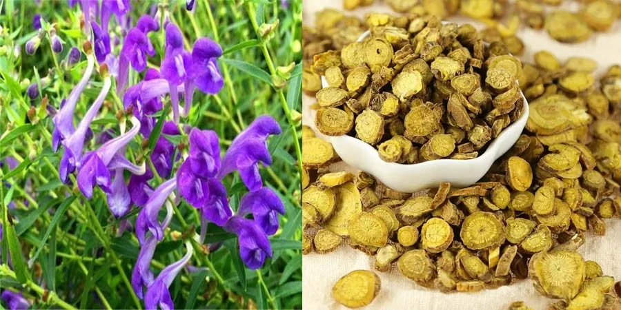 Baical Skullcap Extract Baical Skullcap Extract