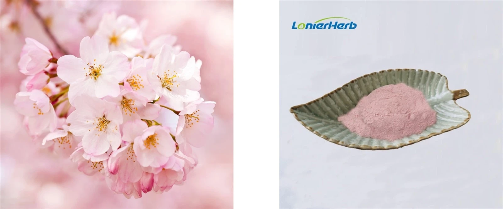 Sakura Cherry Blossom Powder Sakura Cherry Blossom Powder